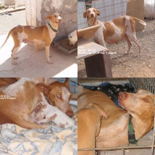 syra c1 2039-328-8